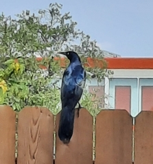 Quiscalus mexicanus