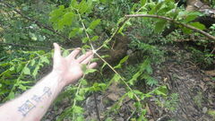 Tacca leontopetaloides
