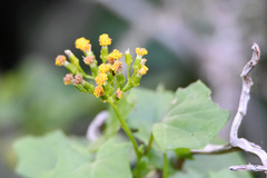 Delairea odorata
