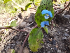 Commelina