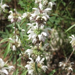 Monarda citriodora austromontana