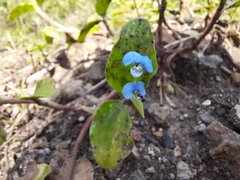 Commelina
