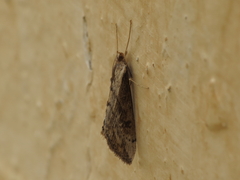 Evergestis isatidalis