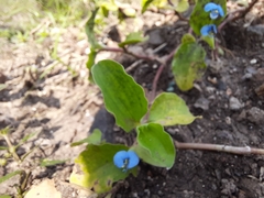 Commelina