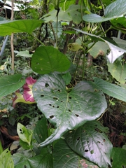 Ipomoea lindenii