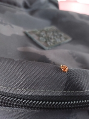 Harmonia axyridis