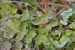 Arctotheca prostrata