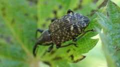 Curculionoidea