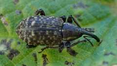 Curculionoidea