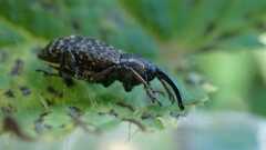 Curculionoidea