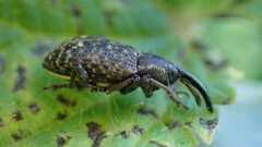Curculionoidea