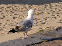 Larus argentatus