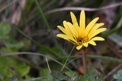 Arctotheca prostrata