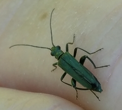 Oedemera