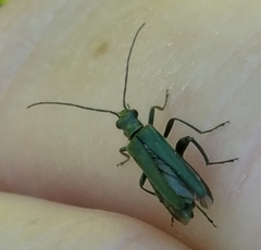 Oedemera