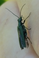 Oedemera