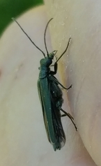 Oedemera