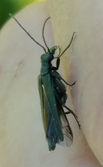 Oedemera