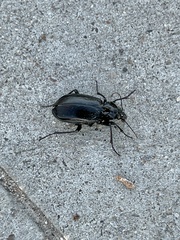 Calosoma marginale
