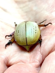 Anoplognathus olivieri