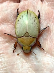 Anoplognathus olivieri