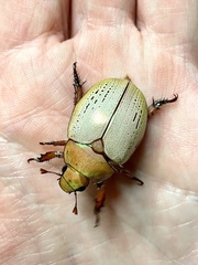 Anoplognathus olivieri