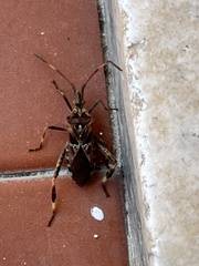Leptoglossus occidentalis