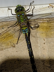 Anax gibbosulus