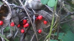 Abrus precatorius africanus