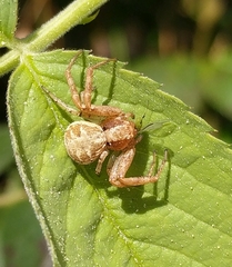 Xysticus cristatus