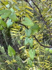 Funastrum