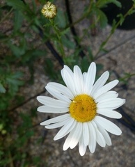 Leucanthemum vulgare
