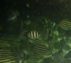 Abudefduf vaigiensis