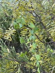 Funastrum
