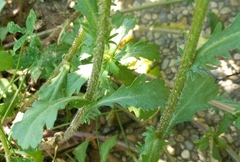 Leucanthemum vulgare