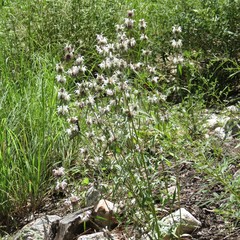 Monarda citriodora austromontana