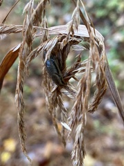 Arion hortensis