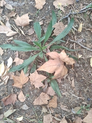 Plantago lanceolata