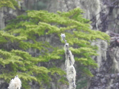 Acroscyphus sphaerophoroides