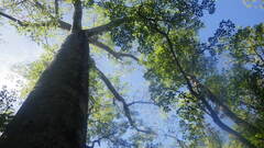 Adansonia madagascariensis