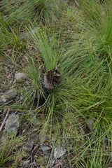 Xanthorrhoea johnsonii
