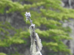 Acroscyphus sphaerophoroides