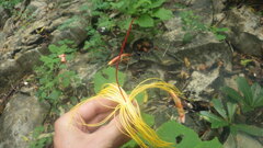 Adansonia madagascariensis