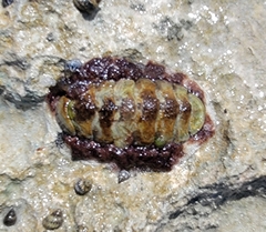 Acanthopleura granulata