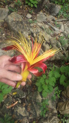 Adansonia madagascariensis