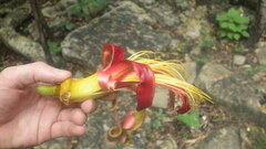 Adansonia madagascariensis