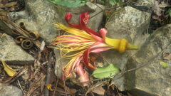 Adansonia madagascariensis