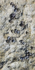 Echinolittorina ziczac