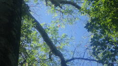 Adansonia madagascariensis