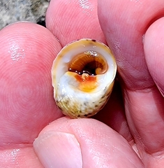 Nerita peloronta